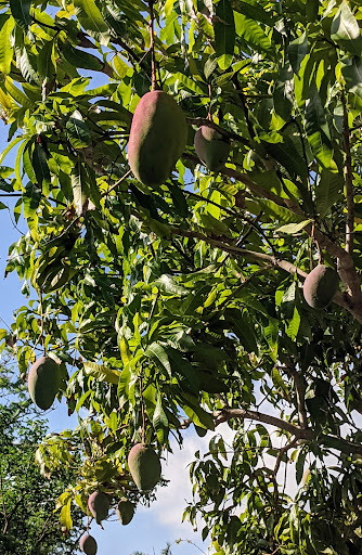 Museum «Mound House», reviews and photos, 451 Connecticut St, Fort Myers Beach, FL 33931, USA