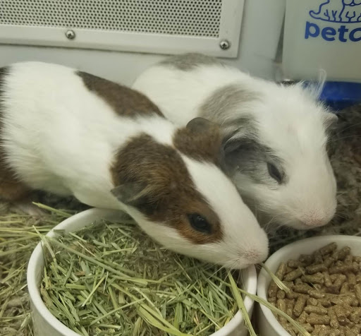 Pet Supply Store «Petco Animal Supplies», reviews and photos, 244 Pioneer Trail, Chaska, MN 55318, USA