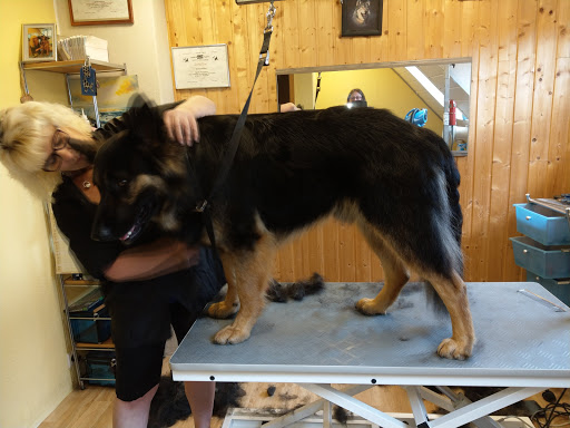 Hundesalon DREAM DOGS unter Clausthal-Zellerfeld, 