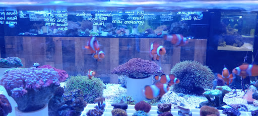 Tropical Fish Store «Saltwater Paradise», reviews and photos, 1313 W Airport Fwy, Irving, TX 75062, USA