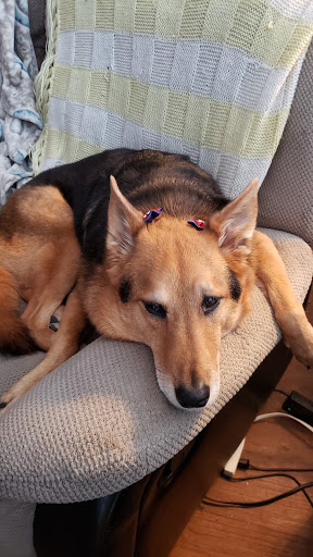 Pet Supply Store «PetSmart», reviews and photos, 860 Cobb Pl Blvd NW, Kennesaw, GA 30144, USA