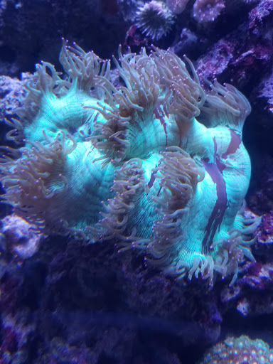 Aquarium «Marine EXTREMES», reviews and photos, 6257 E 21st St N, Wichita, KS 67208, USA