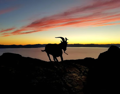 High Sierra Pack Goats