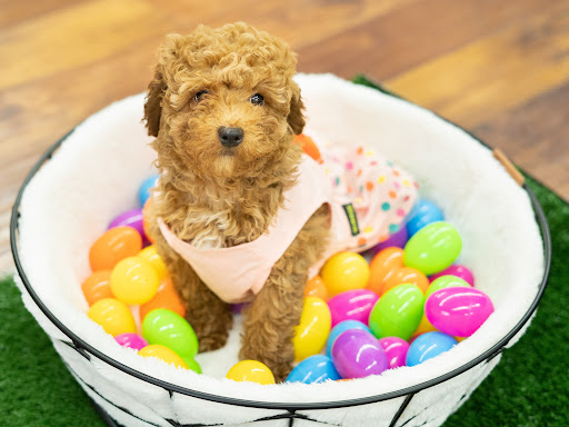 Pet Store «Petland», reviews and photos, 10289 Ulmerton Rd, Largo, FL 33771, USA