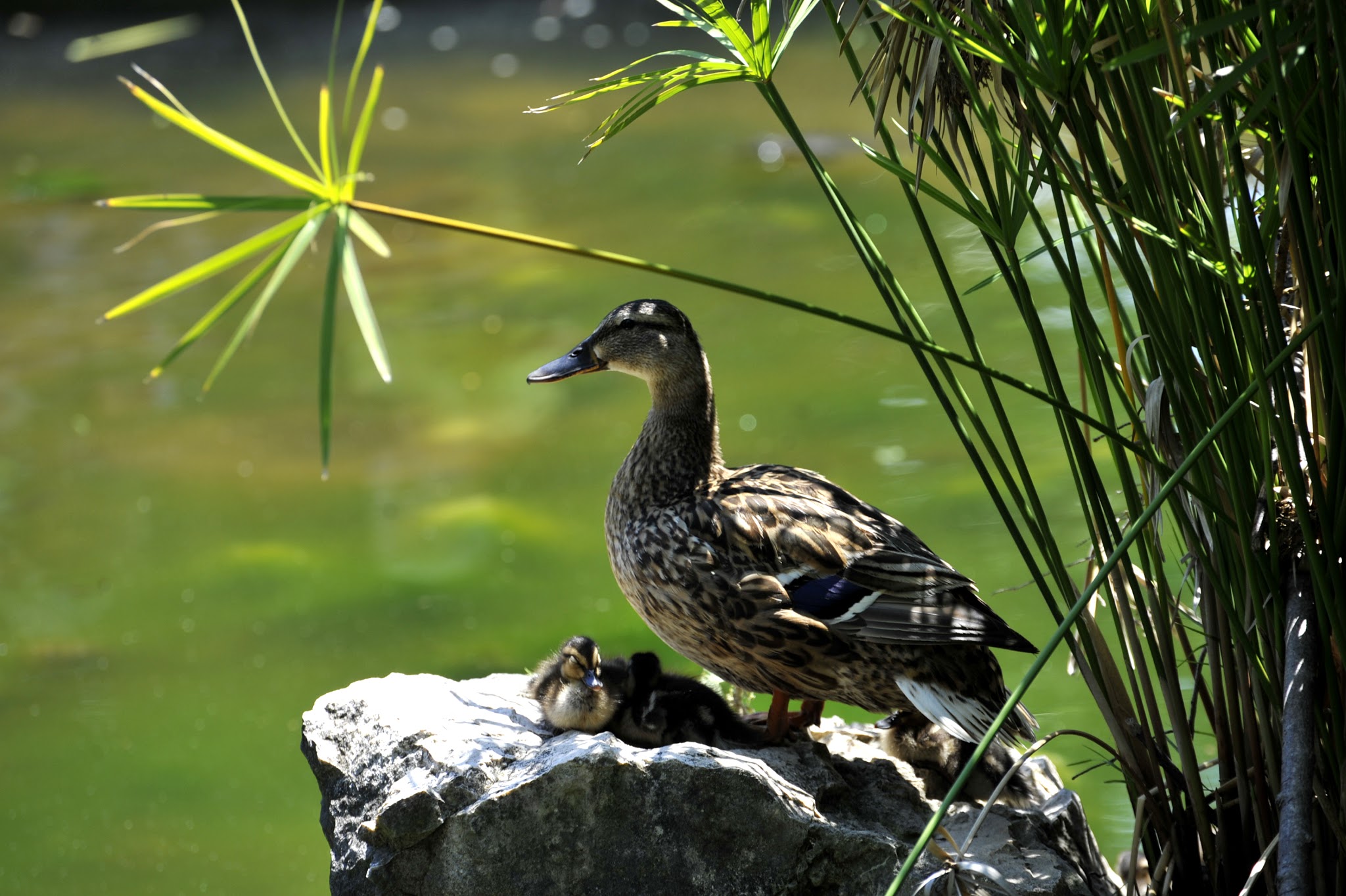 Photo n° 9 de l'avis de Dominique.i fait le 06/02/2018 à 16:03