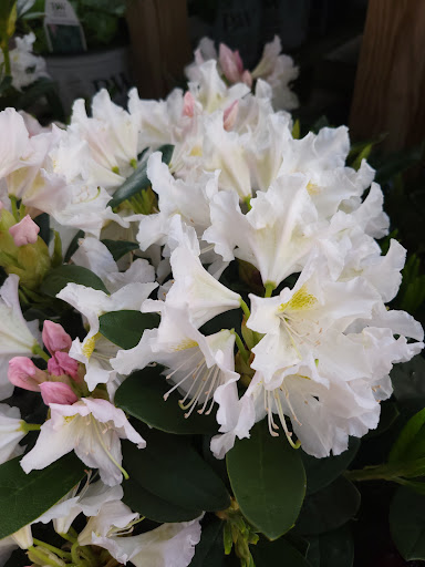 Supermarket «Adams Fairacre Farms», reviews and photos, 1240 NY-300, Newburgh, NY 12550, USA