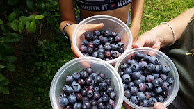 Blue Acres Blueberries