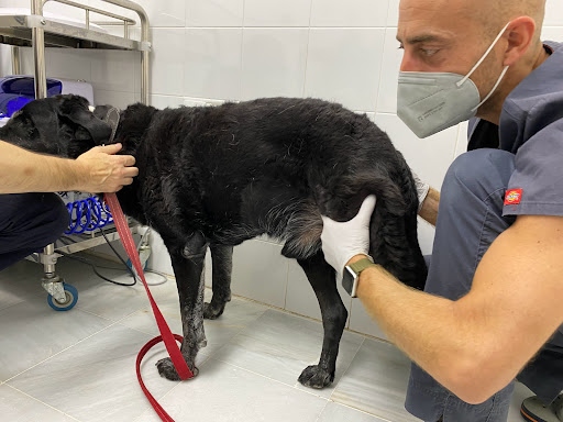 Centro Veterinario Salteras.urgencias 24h en Salteras