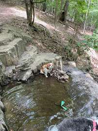 Adventure Pups - Photo 4 - Car repair in , Paterson