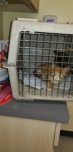 Pet Supply Store «Petco Animal Supplies», reviews and photos, 1009 E Commercial Blvd, Oakland Park, FL 33334, USA