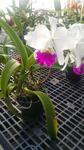 Florist «Dr Delphinium Flower & Orchid House», reviews and photos, 513 W Campbell Rd, Richardson, TX 75080, USA