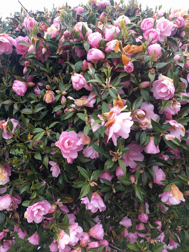 Zoo «Cougar Mountain Zoo», reviews and photos, 19525 SE 54th St, Issaquah, WA 98027, USA