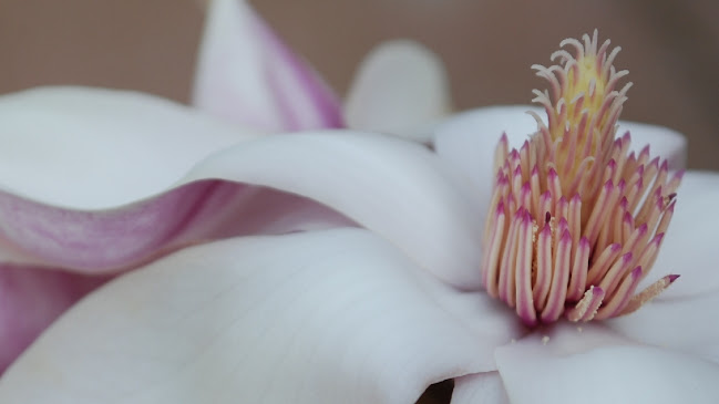 Rezensionen über Magnolia Floristik in Bülach - Blumengeschäft