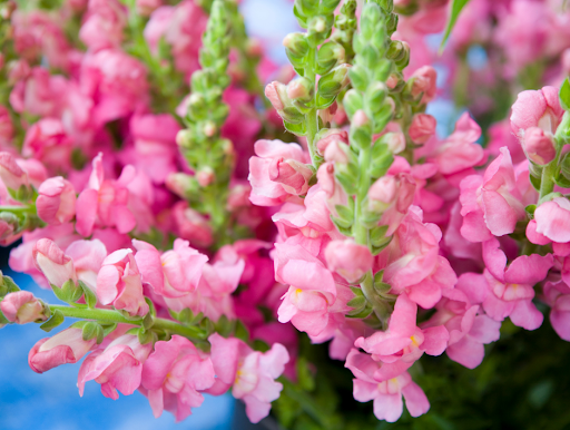 Florist «BOUQUETS», reviews and photos, 1525 15th St, Denver, CO 80202, USA