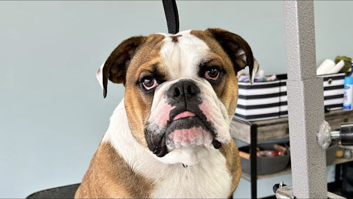 AnimalCrackers South Lyon