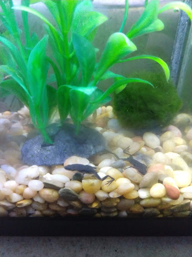 Pet Store «Pet Cove», reviews and photos, 820 E Center St, Kingsport, TN 37660, USA