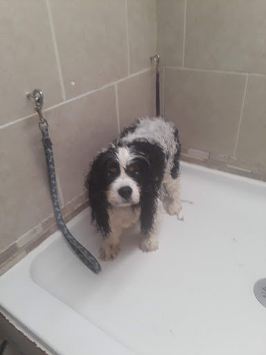 Store «Country Pet Shoppe», reviews and photos, 11132 NE 2nd St, Kingston, WA 98346, USA