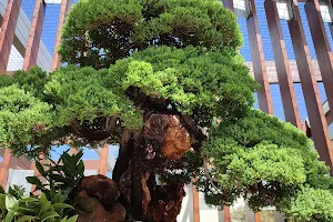 The National Bonsai and Penjing Collection image
