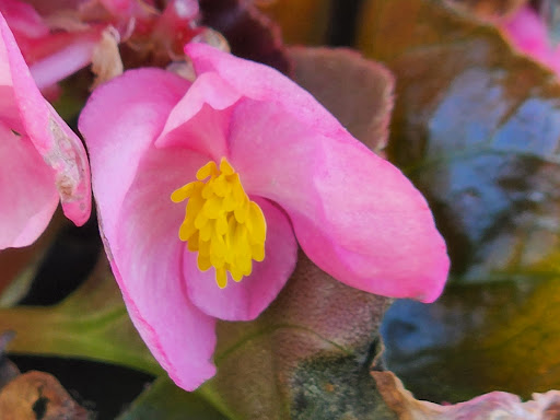 Shopping Mall «Collegetown Shopping Center», reviews and photos, 731 Delsea Dr, Glassboro, NJ 08028, USA