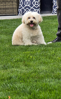 Laylas Pet Services - Photo 7 - Car repair in , Gilroy