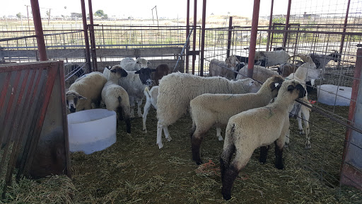 Meat Wholesaler «Lizze Custom Processing», reviews and photos, 7310 Pine Ave, Chino, CA 91708, USA