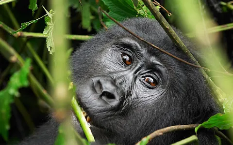 African Finfoot Safaris - Uganda & Tanzania Tours, Gorilla Trekking / Primate Tours / Wildebeest Migration Tours. image