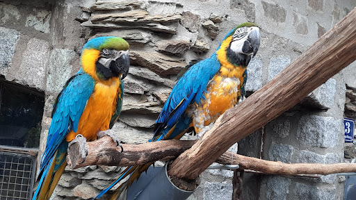 Vogelburg unter Weilrod, 