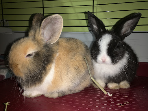 Pet Supply Store «Lacey Pet Supply», reviews and photos, 441 Lacey Rd, Forked River, NJ 08731, USA