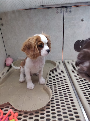 Pet Store «Pet City Pet Shops», reviews and photos, 750 Citadel Dr N # 2092, Colorado Springs, CO 80909, USA