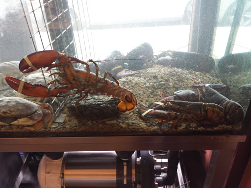 Butcher Shop «Marin Sun Farms Butcher Shop», reviews and photos, 5655 College Ave, Oakland, CA 94618, USA