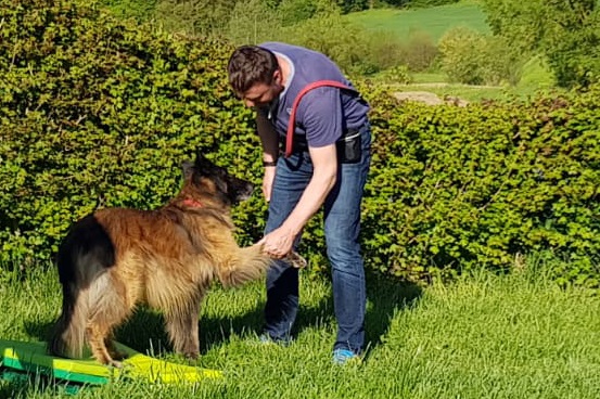 Hundeschule DreamTeam - Hundeschule