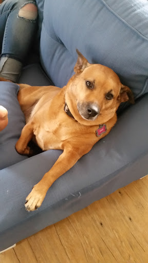 Pet Supply Store «PetSmart», reviews and photos, 7663 Arundel Mills Blvd, Hanover, MD 21076, USA