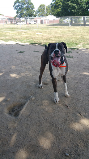 Park «Dog Park», reviews and photos, 1121 Locust St, Fall River, MA 02720, USA