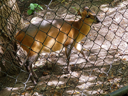 Zoo «Habitat Africa! The Forest», reviews and photos, 3300 Golf Rd, Brookfield, IL 60513, USA