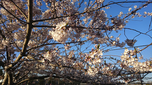 Park «Triangle Park», reviews and photos, 339 E Old Country Rd, Hicksville, NY 11801, USA