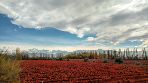 Casarena Bodega y Viñedos