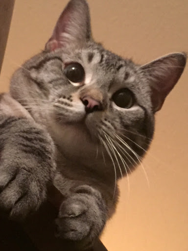 Animal Shelter «The Humane Society of Greater Kansas City», reviews and photos