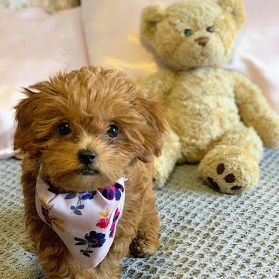 Maltipoo Puppies For Sale/ Adoption| Just For Maltipoo Puppies