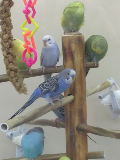 Pet Supply Store «Petco Animal Supplies», reviews and photos, 4450 Commercial St SE #150, Salem, OR 97301, USA