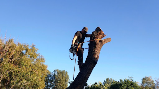 Southwest Tree Service