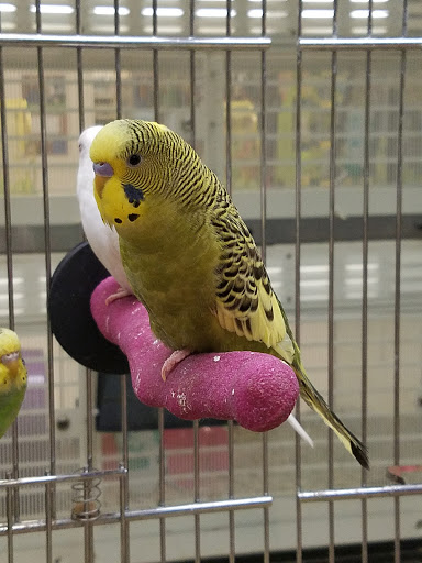 Pet Supply Store «PetSmart», reviews and photos, 3033 NY-50, Saratoga Springs, NY 12866, USA