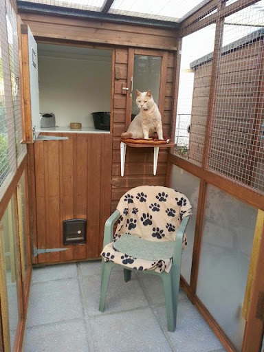 Abbey lodge cattery
