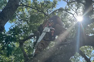 Tesla Tree Trimming-Tree Removal-Tree Cutting Services image
