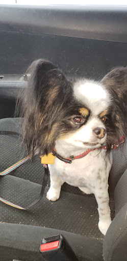 Pet Supply Store «Petco Animal Supplies», reviews and photos, 4915 E 41st St C, Tulsa, OK 74135, USA