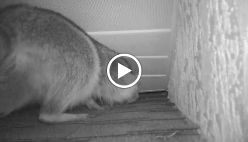 Pest Control Service «Critter Control of Miami», reviews and photos