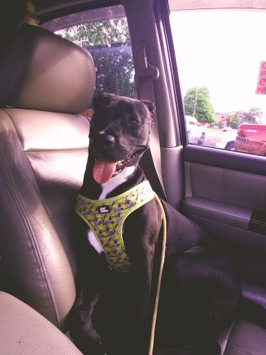 Pet Supply Store «D & D Pet Center», reviews and photos, 8813 Michigan Ave, Detroit, MI 48210, USA