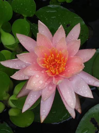 Florist «Thai-Rific Orchids Inc», reviews and photos, 5313 Gulfport Blvd S, Gulfport, FL 33707, USA