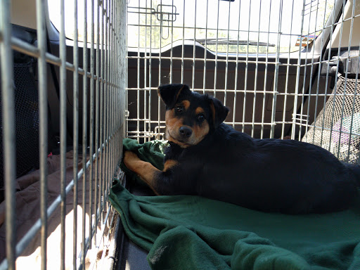 Gordon County Animal Shelter