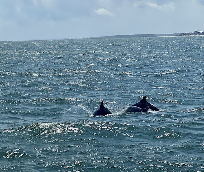 Blue Wave Adventures Dolphin Watch Tour