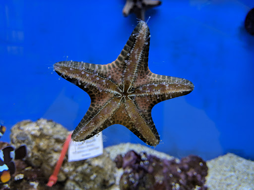 Pet Supply Store «Petco Animal Supplies», reviews and photos, 5239 Harvey St, Norton Shores, MI 49444, USA